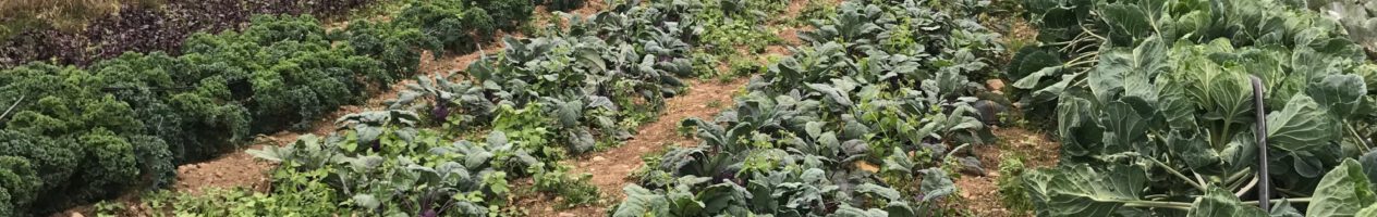 „Solidarische Landwirtschaft – Gelebter Klimaschutz von unten“