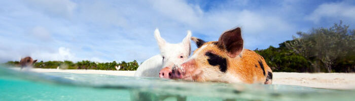 Wenn das Schwein divers wird. Für 100 % ökologische Landwirtschaft und ganz viel Biodiversität