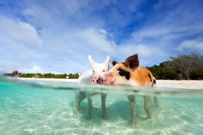 Wenn das Schwein divers wird. Für 100 % ökologische Landwirtschaft und ganz viel Biodiversität