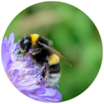 Online Vortrag „Bienenfreundliche Pflanzen, Wildstauden Anzucht“