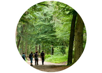 Naturkundlicher Feierabendspaziergang im Dreisamtal