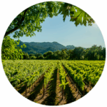 Vielfältige Weinberge im Kaiserstuhl – Gemeinsam für Insekten, Eidechsen und Co.