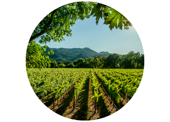 Vielfältige Weinberge im Kaiserstuhl – Gemeinsam für Insekten, Eidechsen und Co.