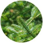 C.A.R.M.E.N.-WebSeminar „Mehr als nur ein Nadelbaum: Die Tanne im Wald und Bauwesen“