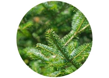 C.A.R.M.E.N.-WebSeminar „Mehr als nur ein Nadelbaum: Die Tanne im Wald und Bauwesen“