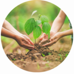 Die Hände von zwei weiß gelesenen Personen pflanzen ein Baumsetzling in die Erde.